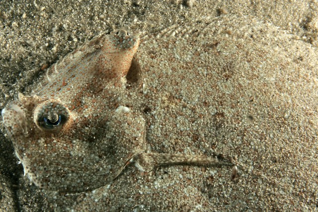 Bothus podas